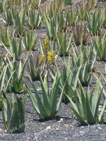 Plantation Aloe Vera Plants Nature Green