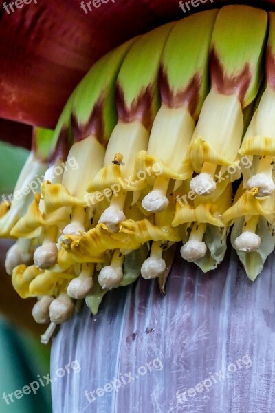 Banana Shrub Blossom Bloom Plant Close Up