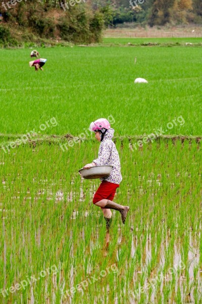 Mai Chau Vietnam Paddy Farmer's Wife Agriculture