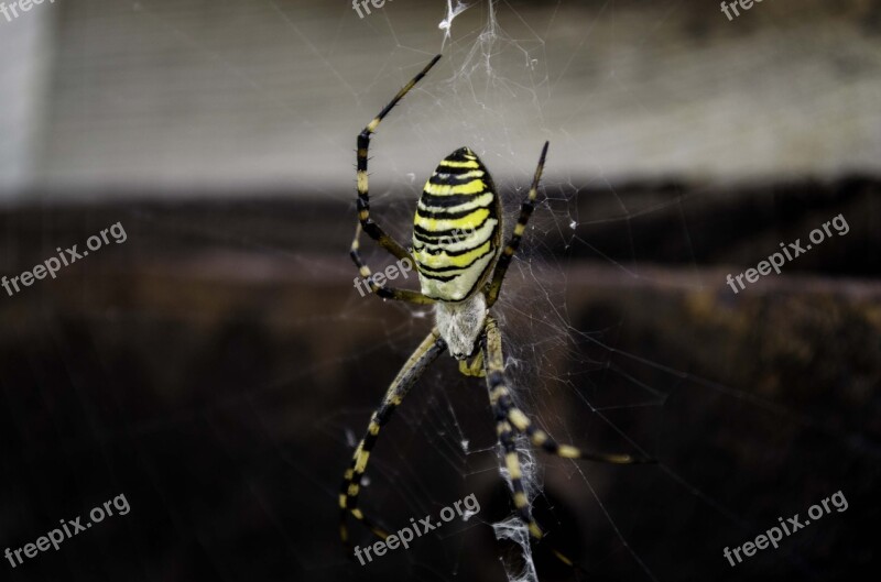 Spider Spider Web Black Yellow Nature