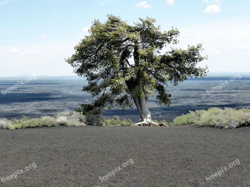 Nature Tree Lonely Quiet Drought