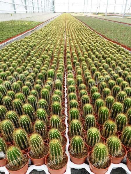 Plants Cactus Spines Cash Cultivation