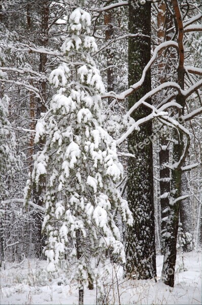 Winter Forest Snow Pine Trees