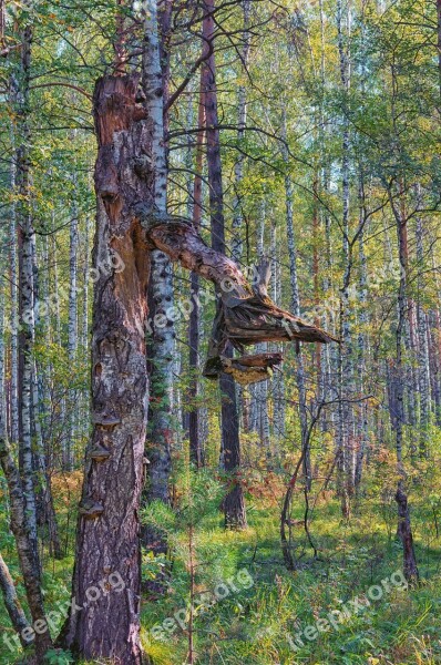 Tree Forest Nature Summer Coniferous Tree