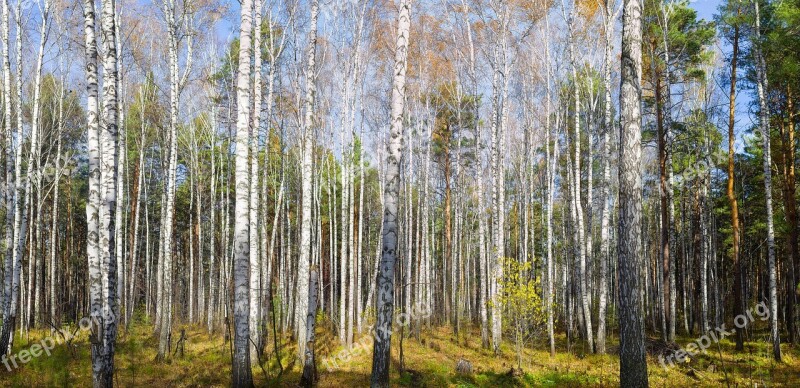 Forest Autumn Birch Nature Golden Autumn