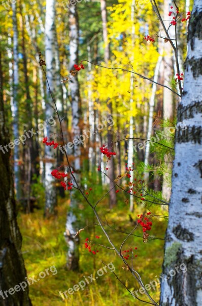 Birch Rowan Yellow Autumn Forest