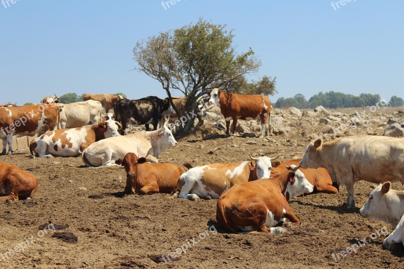 Cows Farm Animal Cattle Dairy