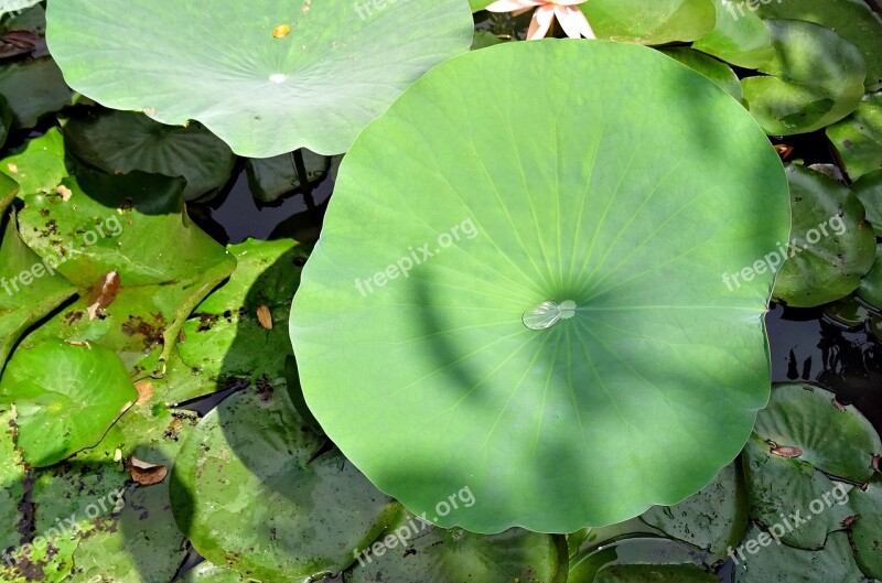 Lotus Leaf Pad Water Droplet