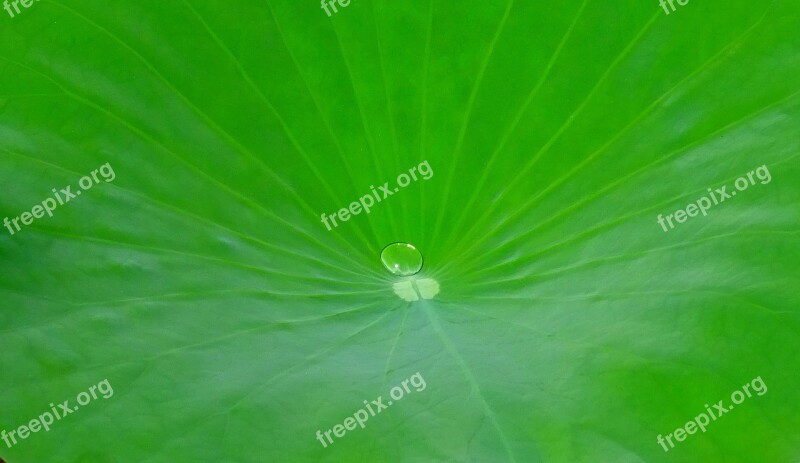 Lotus Leaf Water Droplet Drop