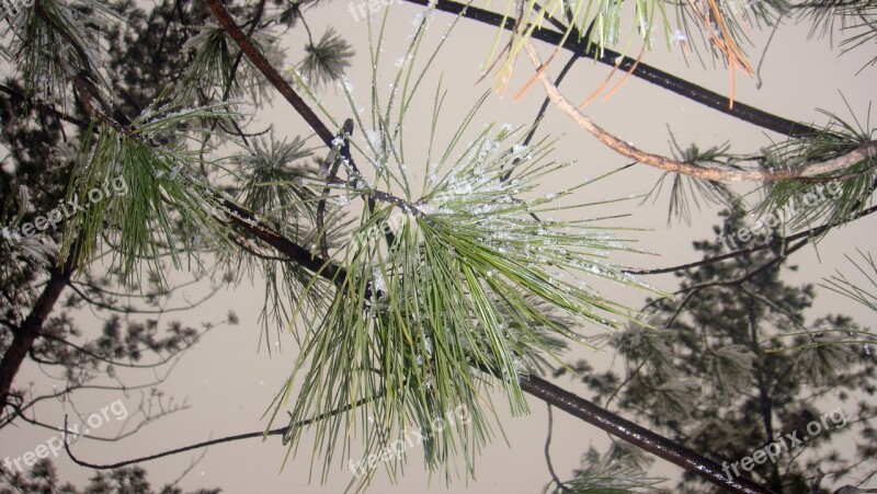 Snow Pine North-east Frost Branch