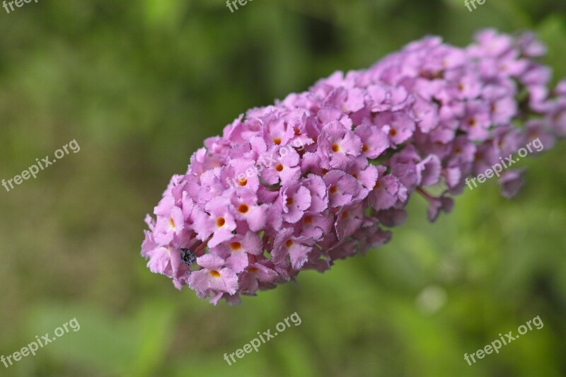 Flowers Plant Tightly Butterfly Bush Fujiutsugi