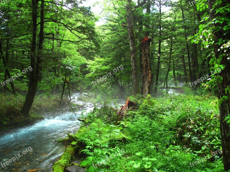 Kamikochi Forest Bathing Natural Negative Ion Woods