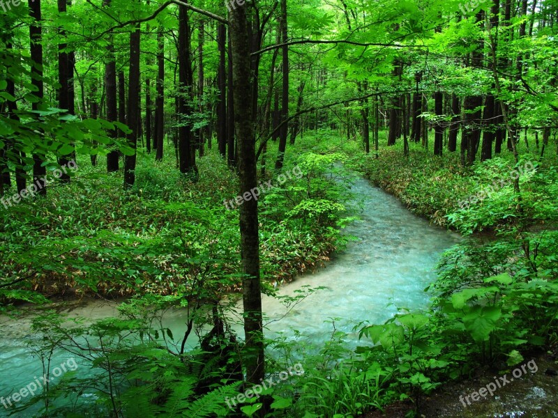 Kamikochi Forest Bathing River Woods Comfort