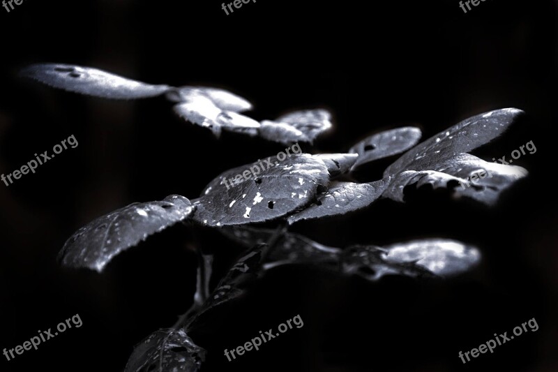 Night Leaves Plant Rosa In Black And White