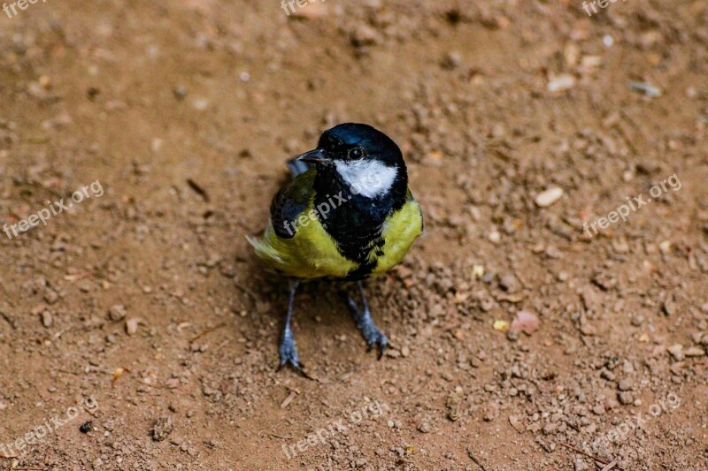 Tit Bird Feather Flying Free Photos