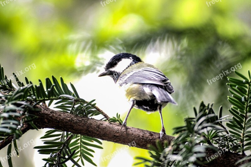 Tit Bird Feather Flying Branch