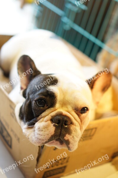 Bulldog Dog Box Pet Puppy