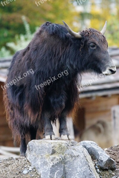 Yak Beef Domestic Cattle Livestock End Weapons Carrier