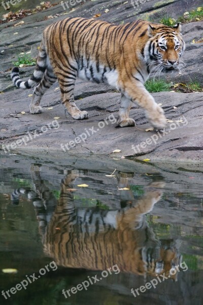 Amurtiger Predator Siberian Big Cat Tiger