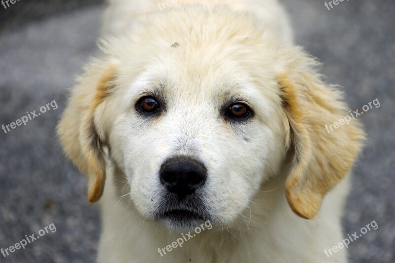 Dog Maremma Sheepdog Puppy Friend