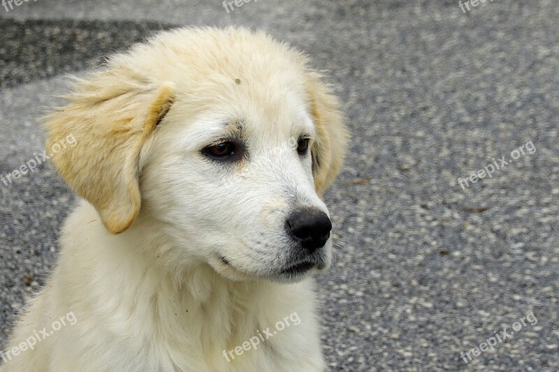 Dog Maremma Sheepdog Puppy Friend