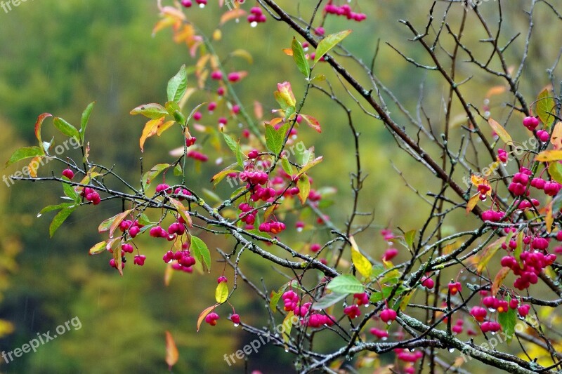 Fusaggine The Priest's Biretta Priest's Hat Euonymus Europaeus Fusaria