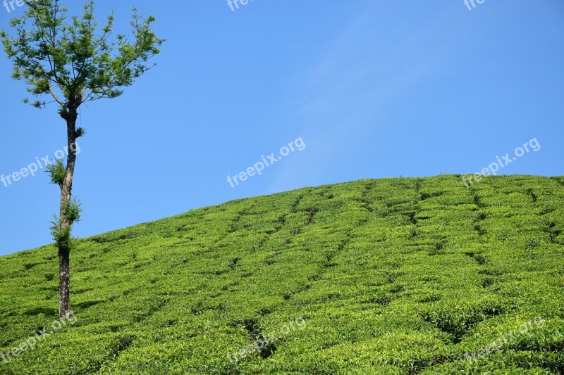 Tea Garden Tea Plantation Tea Estate Munnar Kerala