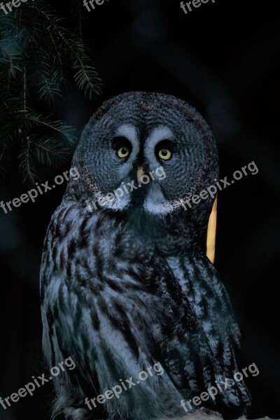 Bird Owl Nocturnal Sitting Animal World