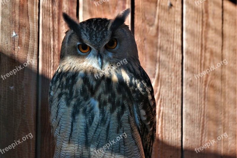 Bird Owl Plumage Animal World Nature