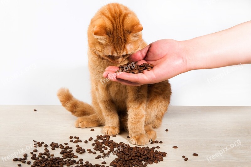 Cat Animals Portrait Redhead Hand