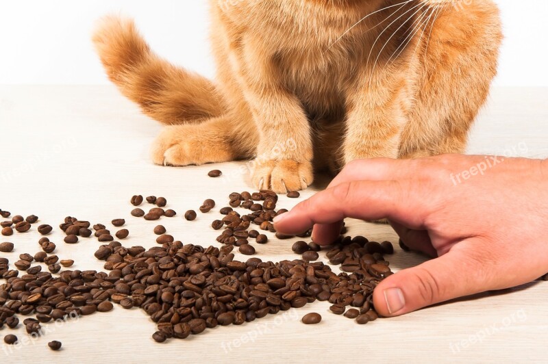 Cat Coffee Hand Food Aroma