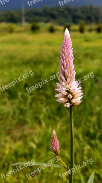 Feather Cockscomb Celosia Argentea Pheasant Crown Flower Flowers