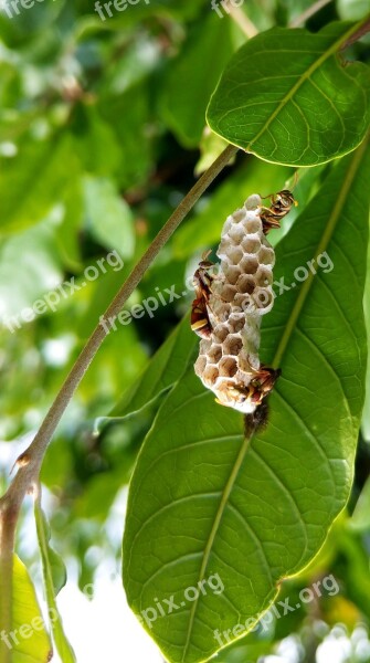 Bee Honeycomb The Hive The Leaves Free Photos