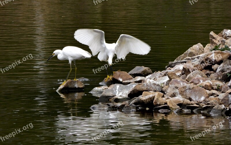 Bird Nature Encyclopedia Free Photos