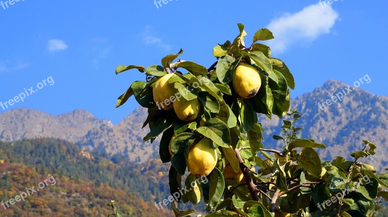 Quince Autumn South Tyrol Yellow Fruit