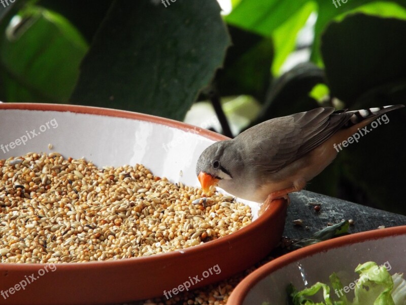 Bird Fink Nature Sitting Food