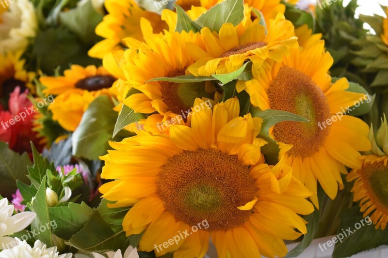 Sunflowers Farmer's Market Flowers Yellow Flowers Yellow