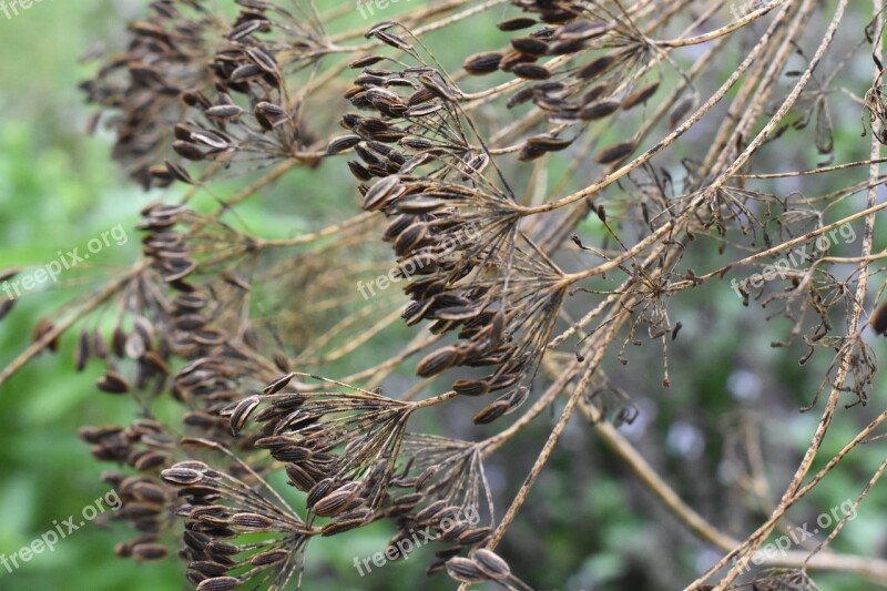 Dried Dill Dill Weed Dill Seeds Garden Gardening