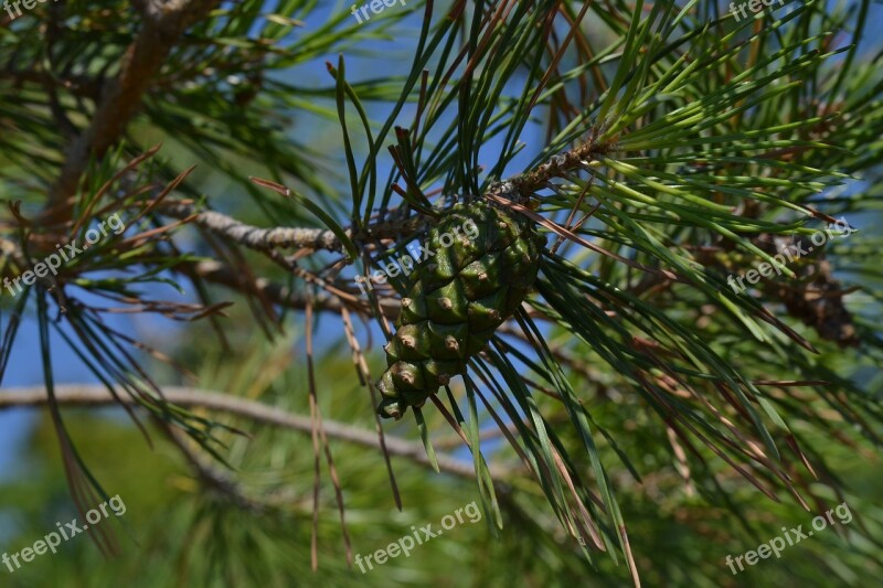 Christmas Tree New Year 2019 Cone Pine Cone Nature