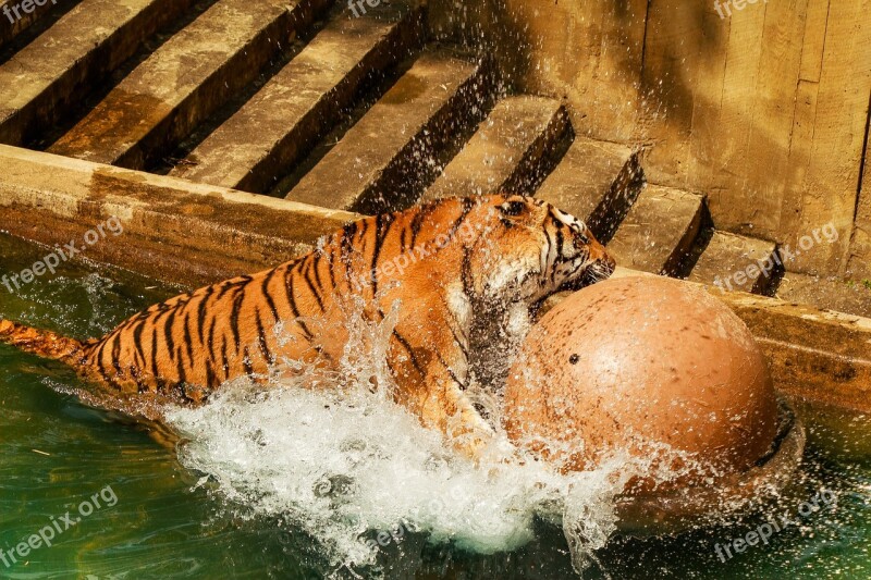 Tiger Zoo Predator Animals Feline