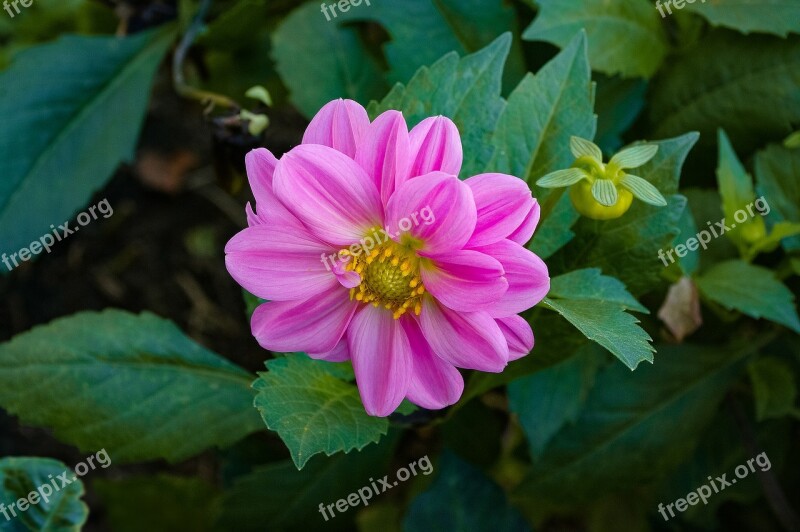 Dalia Flower Pink Garden Free Photos