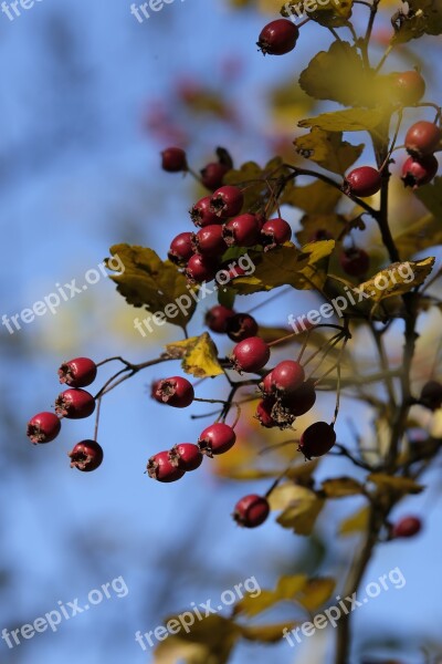 Rose Hip Fruit Bush Autumn Roses