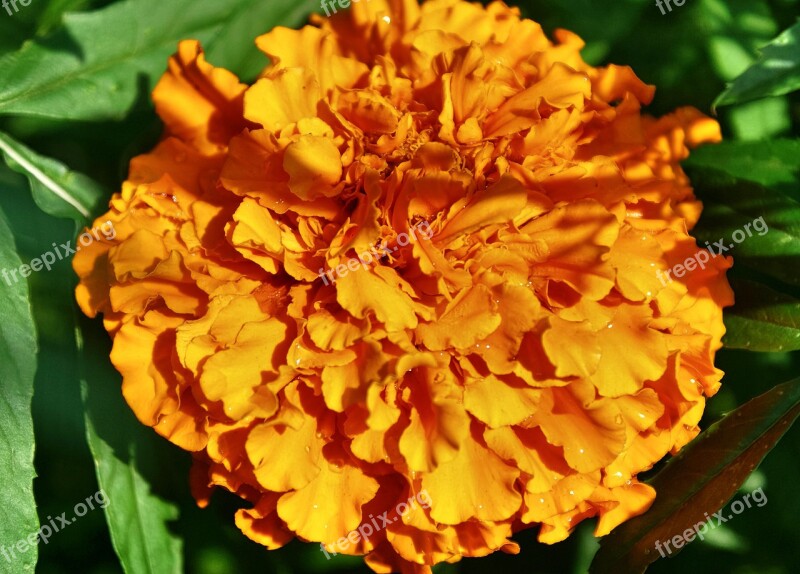 Flowers Orange Marigold Tagetes Flower