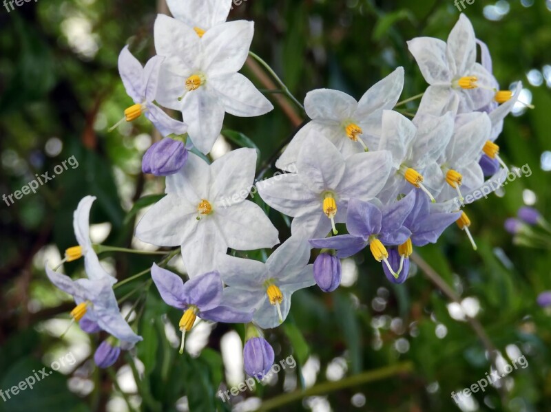 Solanum Flower Violet Purple Toxic