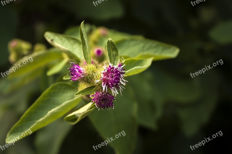 Flower Green Field Spring Plant