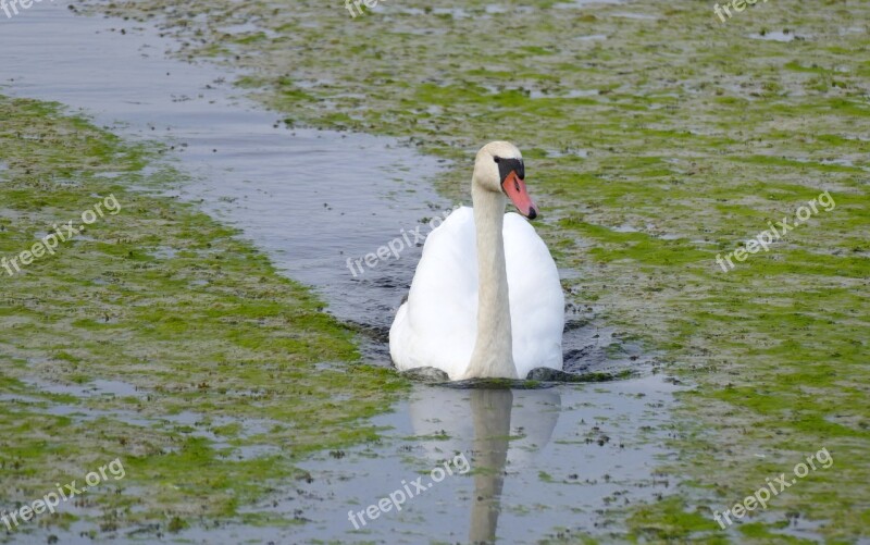 Swan Spring Lake Autumn Water Nature Reserve