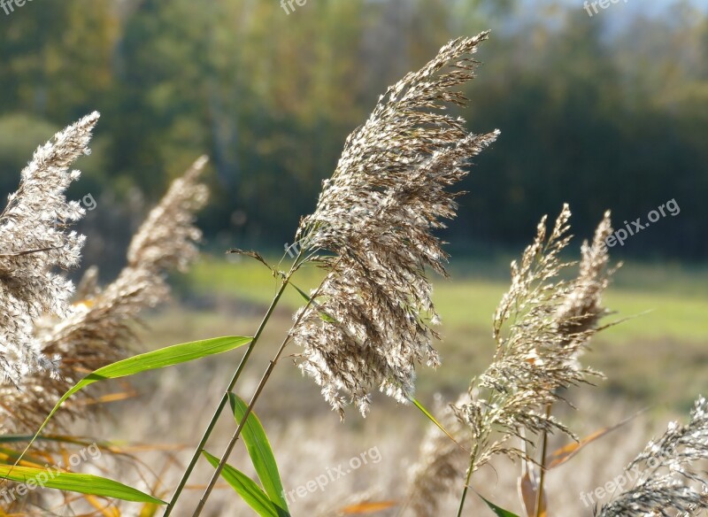 Sedge Nature Autumn Landscape Moorland