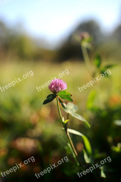 Klee Blossom Bloom Nature Plant