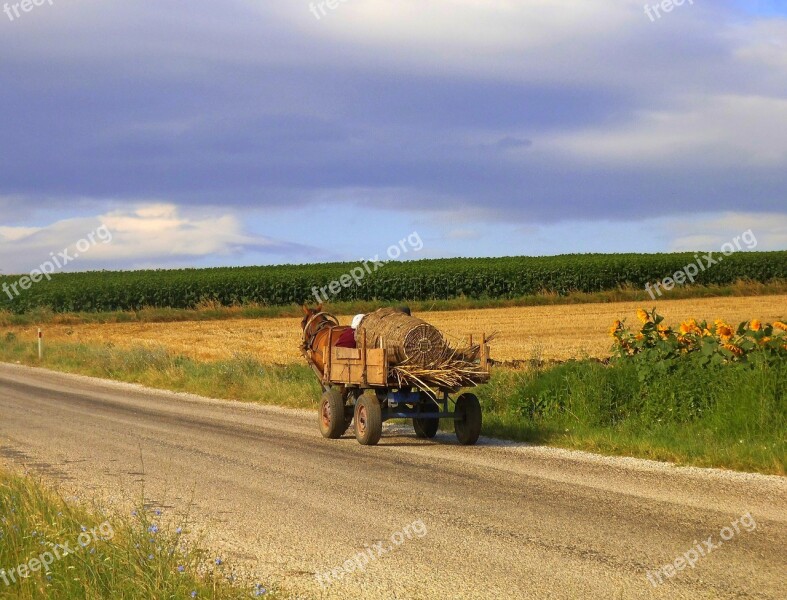 Gypsy Turkey Horse Landscape Silent