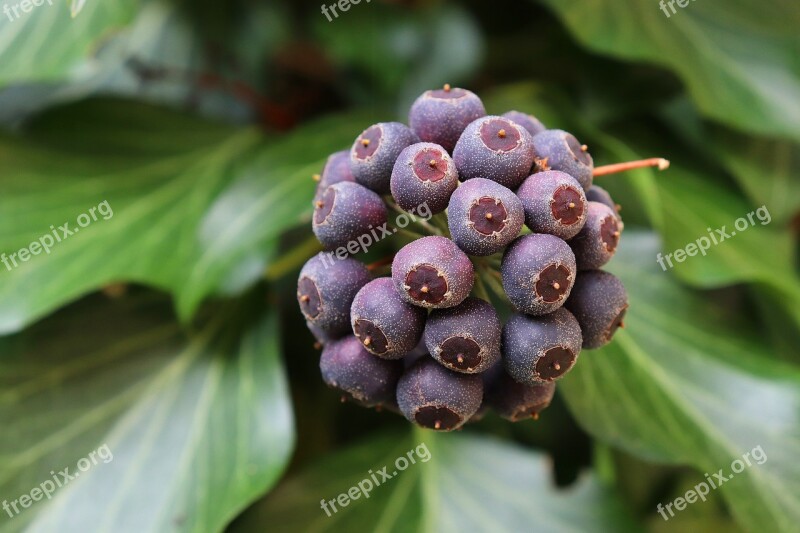 Ivy Fruit Ivy Fruit Climber Plant Berries